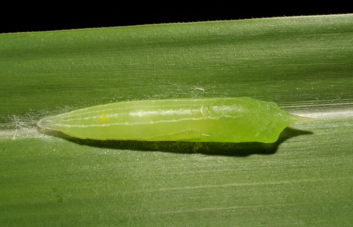 Figura 6. Pupa de <i>Panoquina lucas</i></i> (Hesperiidae), vista dorsal, localidad Amonias, Sector Pitilla ACG (390m). Voucher: 07-SRNP-33023-DHJ427415.jpg.