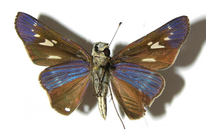 Figura 19. Adulto de <i>Panoquina</i></i> Janzen05 (Hesperiidae), vista ventral, localidad Amonias, Sector Pitilla ACG (390m). Voucher: 07-SRNP-33024-DHJ378959.jpg.