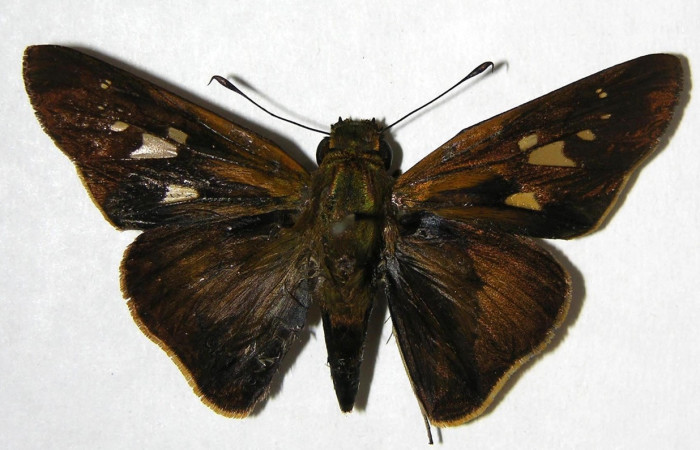 Figura 12. Adulto de <i>Panoquina fusina</i></i> (Hesperiidae), vista dorsal, localidad Casa Andres, Sector Brasilia ACG (330m). Voucher: 07-SRNP-65865-DHJ382782.jpg.