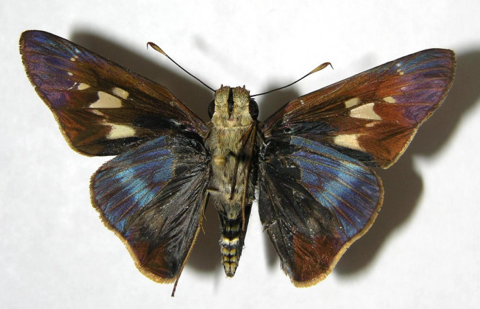 Figura 13. Adulto de <i>Panoquina fusina</i></i> (Hesperiidae), vista ventral, localidad Casa Andres, Sector Brasilia ACG (330m). Voucher: 07-SRNP-65865-DHJ382783.jpg.