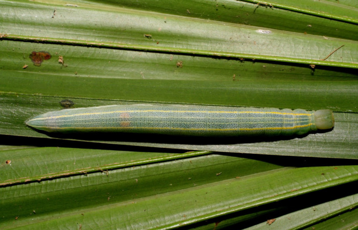 Figura 11. Adulto de <i>Panoquina fusina</i></i> (Hesperiidae), último estadío (U) vista dorsal, localidad Casa Andres, Sector Brasilia ACG (330m). Voucher: 07-SRNP-65865-DHJ431378.jpg.