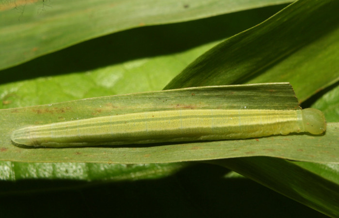 Figura 3. Larva <i>Panoquina lucas</i></i> (Hesperiidae), penúltimo estadío (PU) vista dorsal, localidad Medrano Estación Biológica Quica, Sector Pitilla ACG (380m). Voucher: 13-SRNP-71530-DHJ703152.jpg.