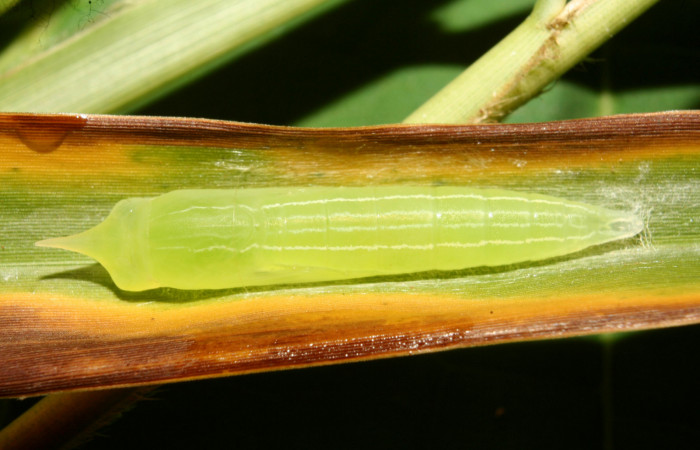 Figura 5. Pupa de <i>Panoquina lucas</i></i> (Hesperiidae), vista dorsal, localidad Medrano Estación Biológica Quica, Sector Pitilla ACG (380m). Voucher: 13-SRNP-71530-DHJ703154.jpg.