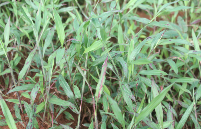 Figura 20. Planta hospedera de <i>Panoquina lucas</i></i> (Hesperiidae), esta planta se llama <i>Ischaemum timorense</i></i> (Poaceae), localidad Estación Biológica Quica, Sector Pitilla ACG (470m), foto: Ricardo Calero 10 Diciembre 2022.