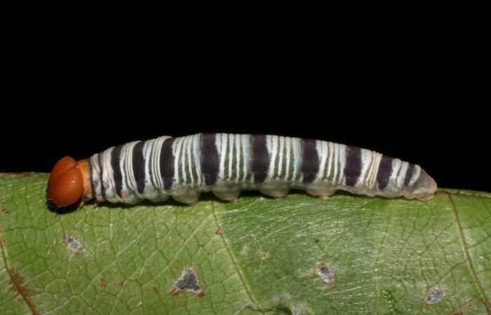 Figura 16. Larva <i>Drephalys</i></i> Burns01 (Hesperiidae), en último estadío (U), vista lateral, localidad Sendero Tucan Sector Rincon Rain Forest ACG(410m). Voucher: 05-SRNP-41195-DHJ406861.jpg.