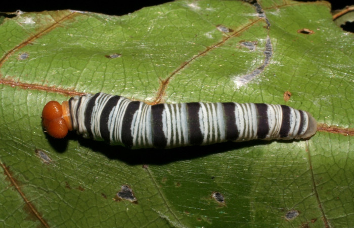 Figura 17. Larva <i>Drephalys</i></i> Burns01 (Hesperiidae), en último estadío (U), vista dorsal, localidad Sendero Tucan Sector Rincon Rain Forest ACG(410m). Voucher: 05-SRNP-41195-DHJ406864.jpg.