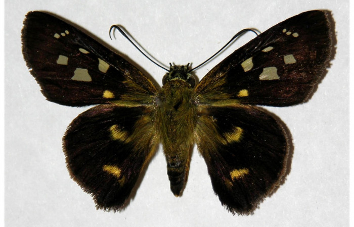 Figura 18. Adulto <i>Drephalys</i></i> Burns01 (Hesperiidae), (macho) vista dorsal, localidad Garzasol, Sector Rincon Rain Forest ACG  (400m). Voucher: 05-SRNP-41680-DHJ317226.jpg.