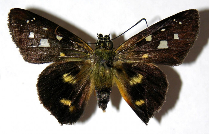 Figura 19. Adulto <i>Drephalys</i></i> Burns01 (Hesperiidae), (hembra) vista dorsal, localidad Garzasol, Sector Rincon Rain Forest ACG  (400m). Voucher: 05-SRNP-43718-DHJ327216.jpg.