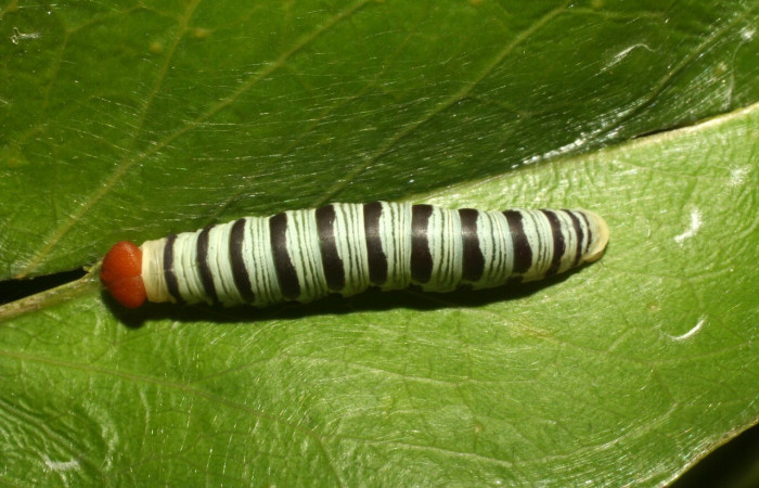Figura 13. Larva <i>Drephalys kidono</i></i> (Hesperiidae), en último estadío (U), vista dorsal, localidad Camino Pozo Tres Sector Mundo Nuevo ACG (733m. Voucher: 13-SRNP-55076-DHJ492005.jpg.
