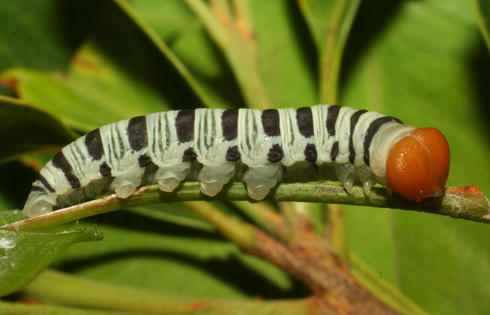 Figura 12. Larva <i>Drephalys kidono</i></i> (Hesperiidae), en último estadío (U), vista lateral, localidad Camino Pozo Tres Sector Mundo Nuevo ACG (733m). Voucher: 13-SRNP-55079-DHJ492008.jpg.