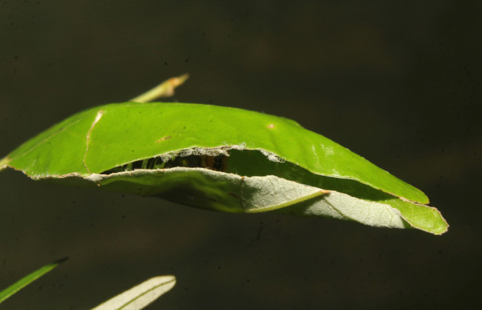 Figura 2. Casita de <i>Drephalys alcmon</i></i> (Hesperiidae), localidad Molina, Estación Bioloógica Quica Sector Pitilla (ACG) (465m). Voucher: 17-SRNP-70832-DHJ737262.jpg
