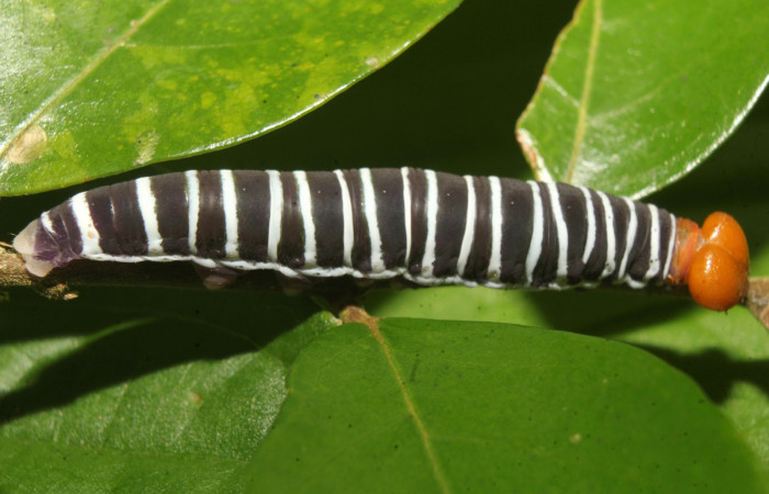 Figura 3. Larva <i>Drephalys alcmon</i></i> (Hesperiidae), en último estadío (U), vista lateral, Molina, Estación Biológica Quica Sector Pitilla (ACG) (465m). Voucher; 22-SRNP-71560-DHJ781655.jpg.