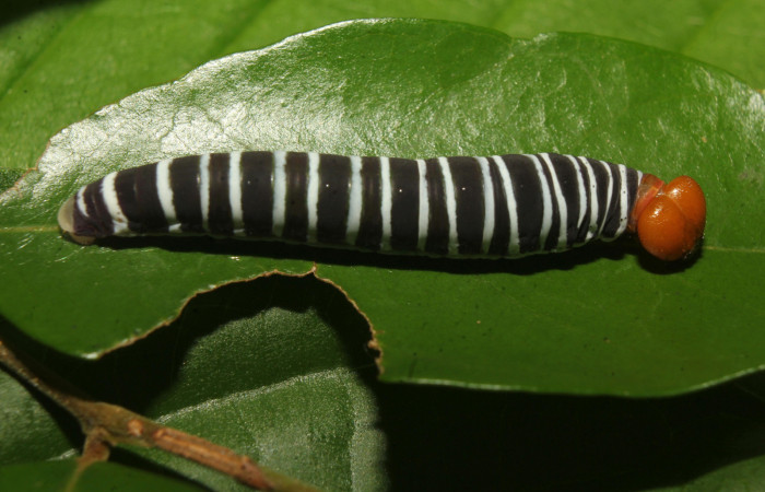 Figura 4. Larva <i>Drephalys alcmon</i></i> (Hesperiidae), en último estadío (U), vista dorsal, Molina, Estación Bioloógica Quica Sector Pitilla (ACG) (465m). Voucher; 22-SRNP-71560-DHJ781657.jpg.
