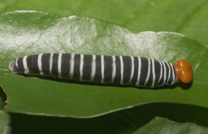 Figura 5. Larva <i>Drephalys alcmon</i></i> (Hesperiidae), en último estadío (U), vista lateral, Molina, Estación Biológica Quica Sector Pitilla (ACG) (465m). Voucher; 22-SRNP-71560-DHJ781658.jpg.