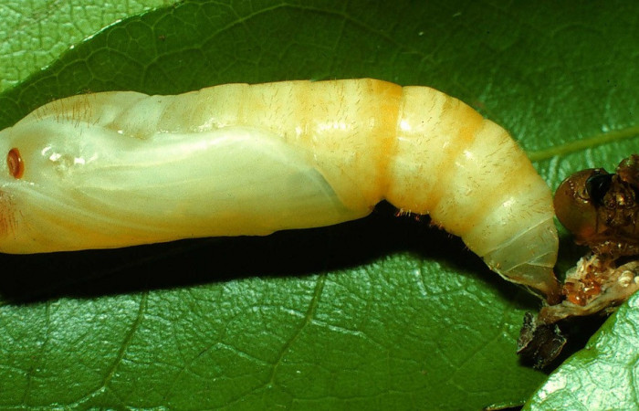 Figura 7. Pupa de <i>Drephalys alcmon</i></i> (Hesperiidae), vista lateral localidad  Quebrada Las Yeguitas, Sector Orosi ACG (560 Voucher: 96-SRNP-1090-DHJ27533.jpg.
