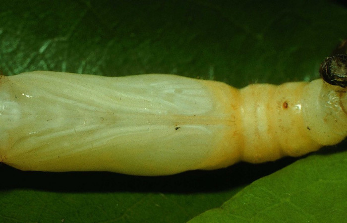 Figura 6. Pupa de <i>Drephalys alcmon</i></i> (Hesperiidae), vista ventral, localidad Quebrada Las Yeguitas, Sector Orosi ACG (560m). Voucher: 96-SRNP-1090-DHJ27540.jpg.