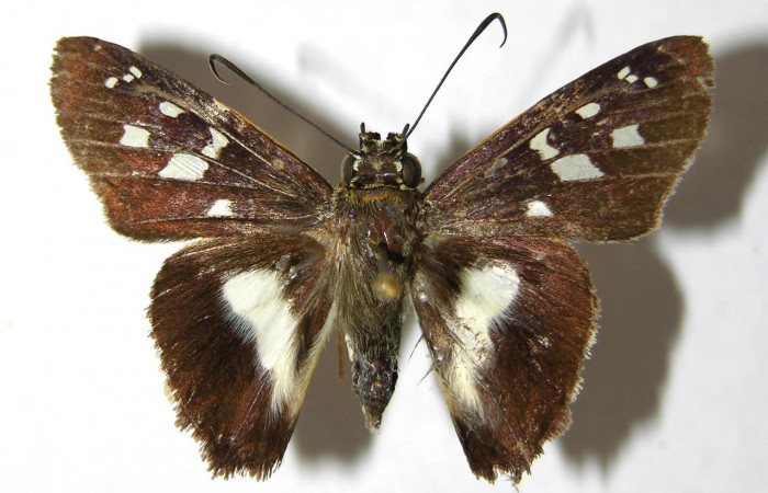 Figura 8. Adulto <i>Drephalys alcmon</i></i> (Hesperiidae), (macho) vista dorsal, localidad Sendero Bejuquilla Sector El Hacha (ACG) (280m). Voucher: 98-SRNP-4184-DHJ352554.jpg.