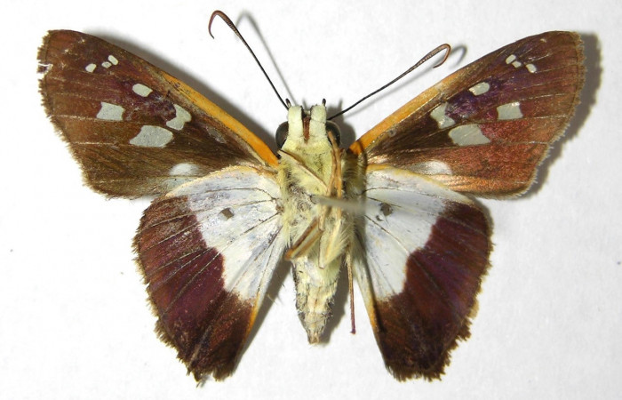 Figura 9. Adulto <i>Drephalys alcmon</i></i> (Hesperiidae), (macho) vista dorsal, localidad Sendero Bejuquilla Sector El Hacha (ACG) (280m).Voucher: 98-SRNP-4184-DHJ352555.jpg.