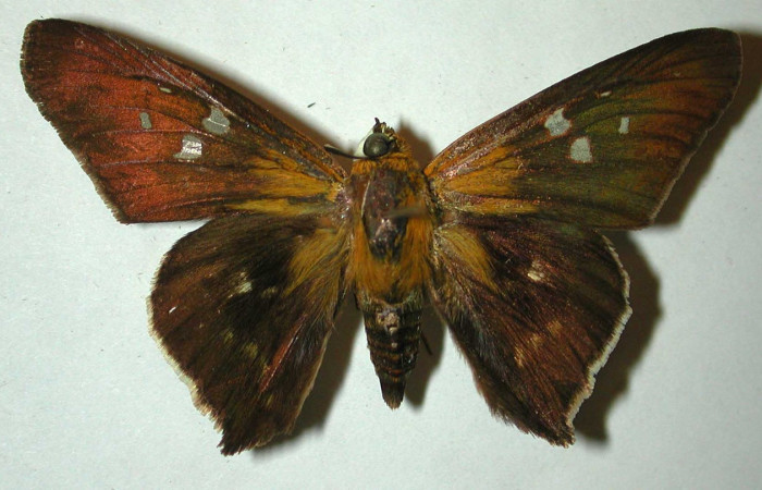 Figura 14. Adulto <i>Drephalys kidono</i></i> (Hesperiidae), (macho) vista dorsal, localidad La Guitarra , Sector El Hacha ACG  (355m). Voucher: 98-SRNP-4525-DHJ31609.jpg.