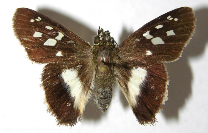 Figura 1. Adulto <i>Drephalys alcmon</i></i> (Hesperiidae), (hembra) vista dorsal, localidad Sendero Bejuquilla Sector El Hacha (ACG) (280m). Voucher: 98-SRNP-4542-DHJ352556.jpg
