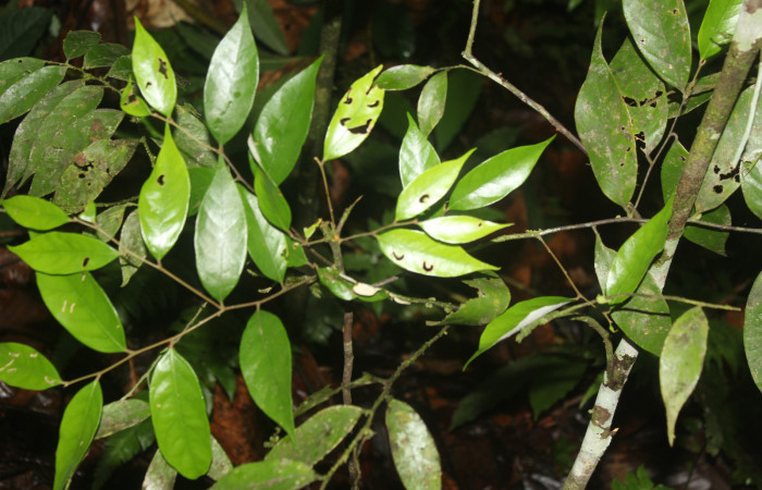 Figura 20. Planta hospedera de  <i>Drephalys alcmon</i></i> (Hesperiidae), esta planta se llama <i>Licania hypoleuca</i></i> (Chrysobalanaceae), localidad Estación Quica, Sector Pitilla ACG (470m). Foto parataxónomo; Ricardo Calero, 10 Diciembre 2022.