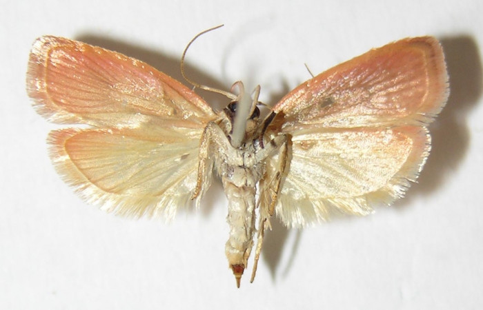 Figura 4. Adulto de <i>Machimia marcella</i></i> (hembra), vista ventral. (06-SRNP-12901-DHJ344221.