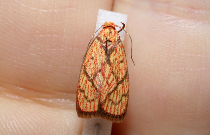 Figura 5. Adulto de <i>Machimia crucifera</i></i> (hembra), vista dorsal. (10-SRNP-5571-DHJ546016.