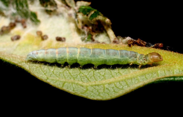 Figura 9. Larva <i>Machimia marcella</i></i>, Depressariidae, vista lateral. (11-SRNP-55014-DHJ483399).