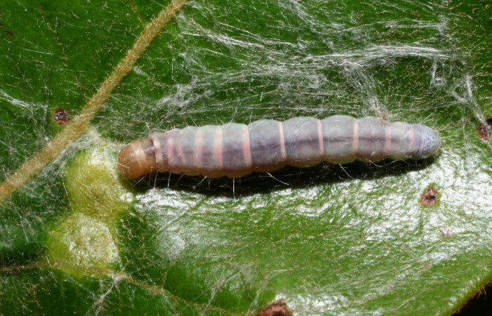 Figura 10. Larva <i>Machimia marcella</i></i>, Depressariidae, vista dorsal. (11-SRNP-55150-DHJ483419).