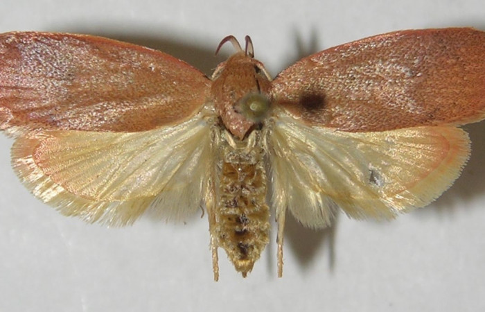 Figura 1. Adulto de <i>Machimia marcella</i></i> (macho), vista dorsal. (11-SRNP-55266-DHJ549750).