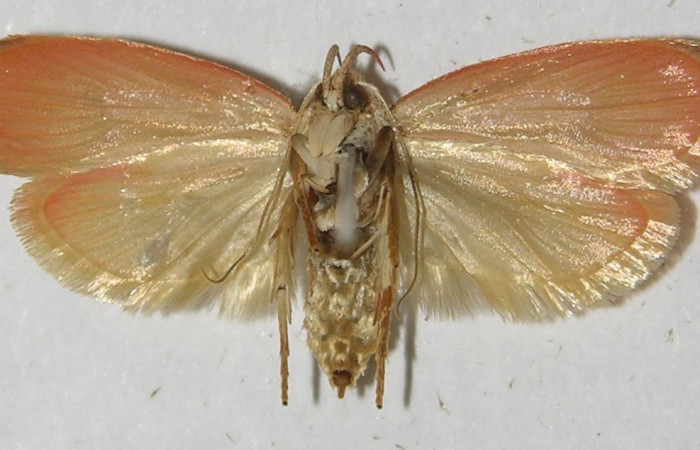 Figura 2. Adulto de <i>Machimia marcella</i></i> (macho), vista ventral. (11-SRNP-55266-DHJ549751).