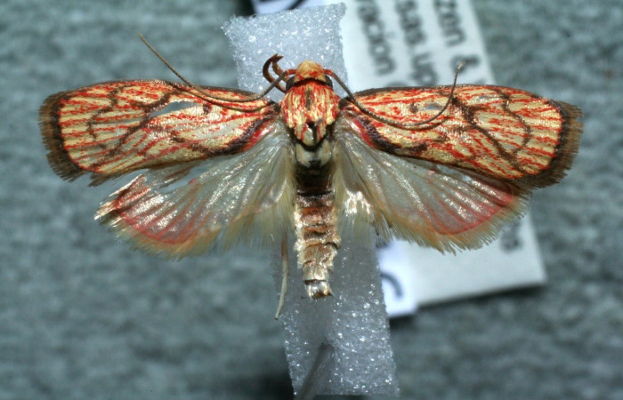 Figura 6.  Adulto de <i>Machimia crucifera</i></i> (hembra), vista dorsal. (11-SRNP-66116-DHJ561525.