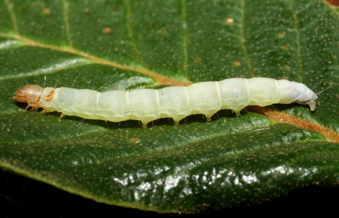 Figura 7. Larva <i>Machimia marcella</i></i>, Depressariidae, vista dorsal. (14-SRNP-35188-DHJ490629).