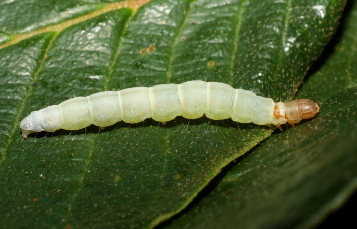 Figura 8. Larva <i>Machimia marcella</i></i>, Depressariidae, vista lateral. (14-SRNP-35188-DHJ490631).