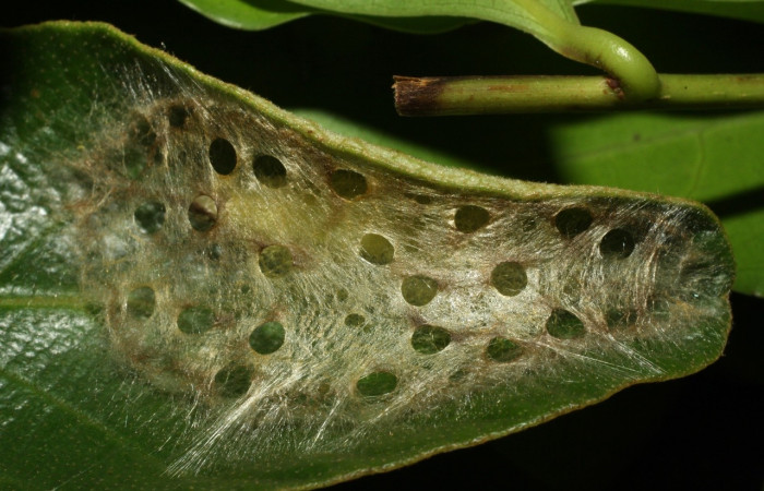 Figura 11. Prepupa de <i>Machimia marcella</i></i>, Depressariidae, detalle . (14-SRNP-35189-DHJ490619).