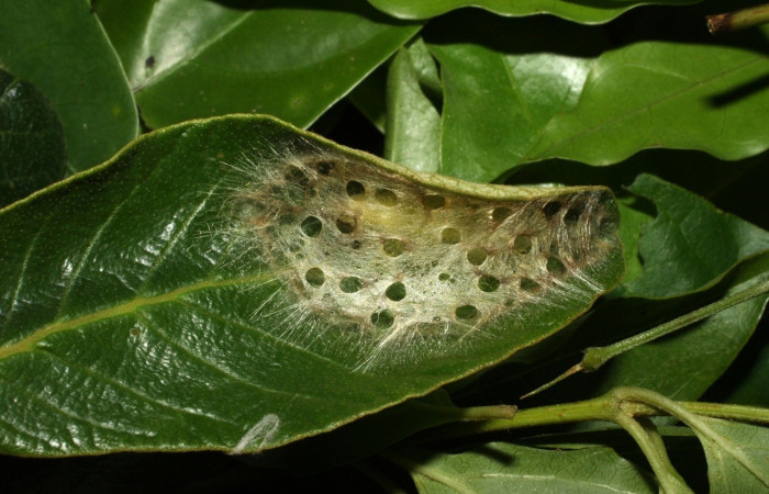 Figura 12. Prepupa de <i>Machimia marcella</i></i>, Depressariidae, detalle . (14-SRNP-35189-DHJ490620).