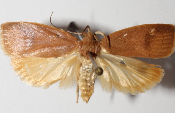 Figura 3. Adulto de <i>Machimia marcella</i></i> (hembra), vista dorsal. (14-SRNP-35189-DHJ902558).