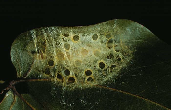 Figura 13. Capullos de <i>Machimia marcella</i></i>. (89-SRNP-776-DHJ11691).