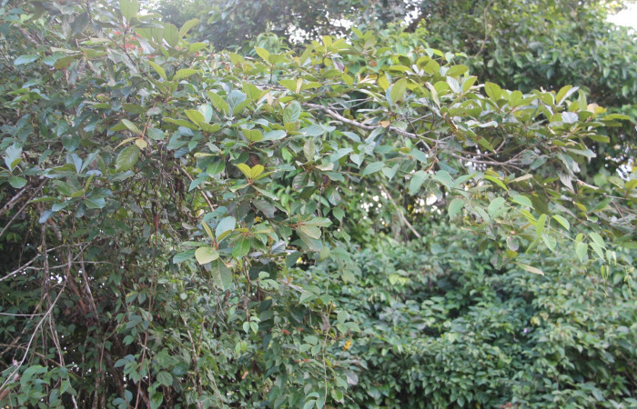 Figura 14. Planta hospedera de <i>Machimia marcella</i></i> de la familia, Depressariidae <i>Byrsonima crassifolia</i></i>, de la familia (Malpighiaceae) Esta planta es una de las tantas que  se  alimenta esta especie de Machimia marcella. Foto Keiner Aragon Calero, 15/12/2022