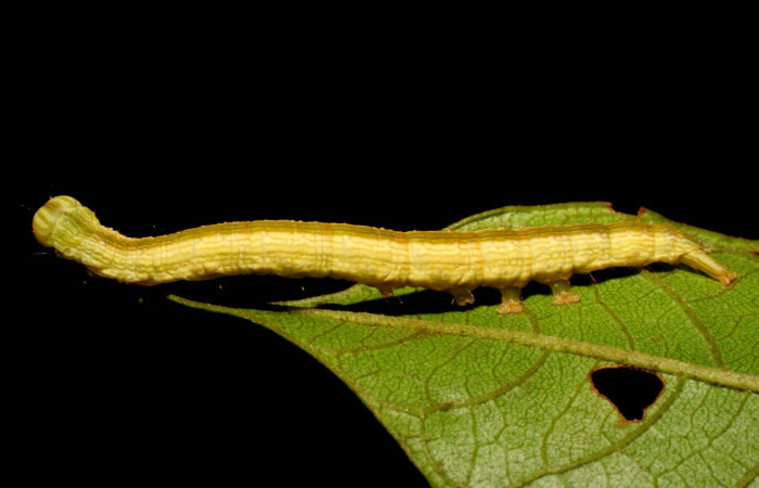 Figura 1. Larva <i>Coenipeta umbrata</i></i> (Erebidae), color crema oscuro, con una líneas anchas amarillas en cada lateral, posición lateral, mide 36 mm aproximadamente. Planta hospedera <i>Inga edulis</i></i>(introducido), (Fabaceae). Voucher: 07-SRNP-42837-DHJ434908.jpg.