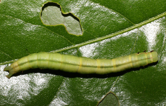 Figura 10. Larva <i>Coenipeta tanais</i></i> (Erebidae), color verde, con una líneas anchas cremas en cada lateral, posición dorsal, mide 45 mm aproximadamente. Planta hospedera <i>Inga chocoensis</i></i>(Fabaceae). Voucher: 17-SRNP-57031-DHJ492677.jpg.