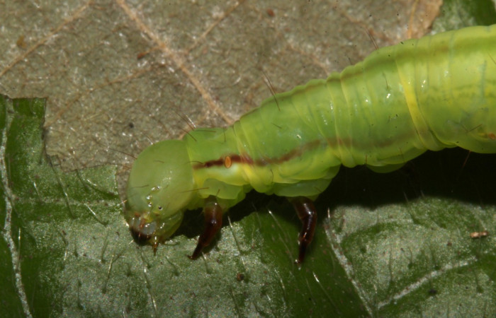 Figura 11. Larva <i>Coenipeta tanais</i></i> (Erebidae), color verde, tiene dos rayas en la parte del cuello en los laterales, posición dorsal, mide 45 mm aproximadamente. Planta hospedera <i>Inga chocoensis</i></i>(Fabaceae). Voucher: 18-SRNP-30877-DHJ744318.jpg.