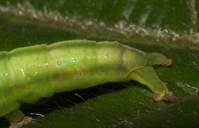 Figura 12. Larva <i>Coenipeta tanais</i></i> (Erebidae), color verde, tiene dos rayas en la parte del cuello en los laterales, posición lateral trasera, mide 45 mm aproximadamente. Planta hospedera <i>Inga chocoensis</i></i>(Fabaceae). Voucher: 18-SRNP-30877-DHJ744319.jpg.