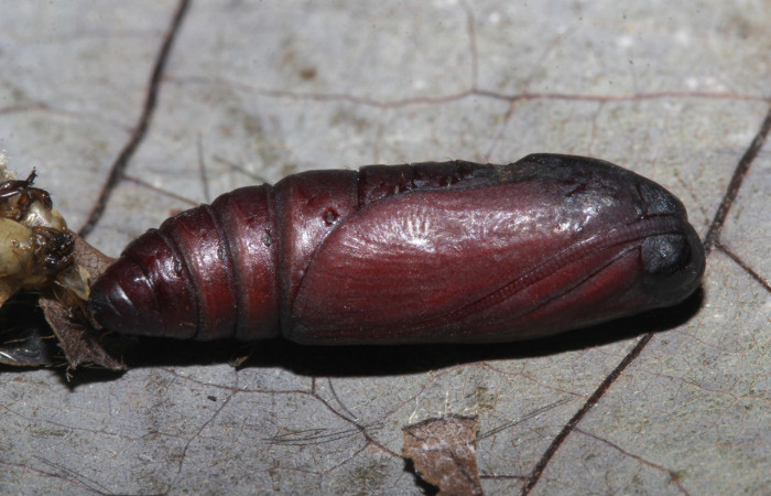 Figura 13. Pupa <i>Coenipeta tanais</i></i> (Erebidae), color café, posición lateral. Voucher: 18-SRNP-30877-DHJ744517.jpg.