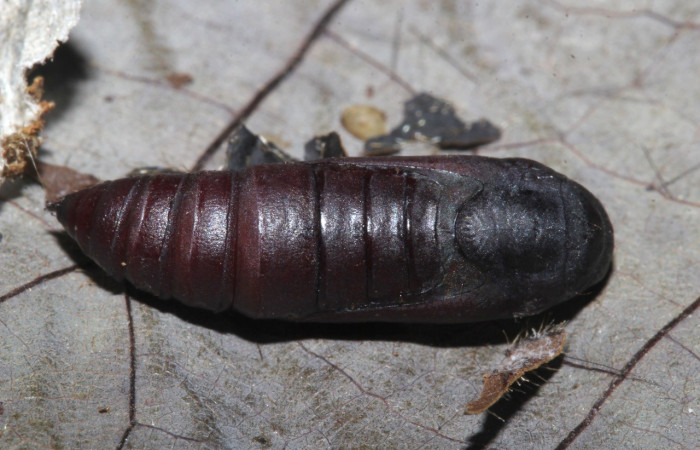 Figura 14. Pupa <i>Coenipeta tanais</i></i> (Erebidae), color café, posición dorsal. Voucher: 18-SRNP-30877-DHJ744518.jpg.