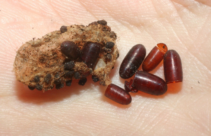 Figura 15. Puparios de parásito <i>Eucelatoria</i></i> armigeraDHJ03 color café, en larva <i>Coenipeta phasis</i></i> (Erebidae). Voucher: 07-SRNP-61033-DHJ462115.jpg.