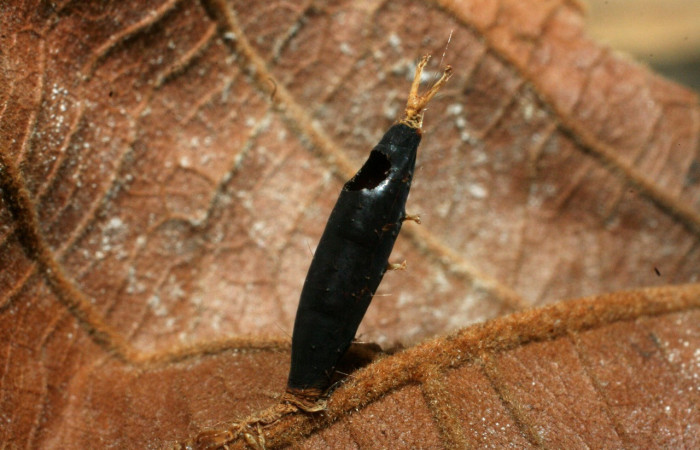 Figura 15. Puparios de parásito <i>Eucelatoria</i></i> armigeraDHJ03 color café, en larva <i>Coenipeta phasis</i></i> (Erebidae). Voucher: 07-SRNP-61033-DHJ462115.jpg.