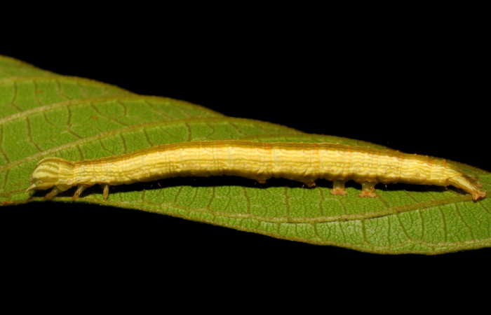Figura 2. Larva <i>Coenipeta umbrata</i></i> (Erebidae), color crema oscuro, con una líneas anchas amarillas en cada lateral, posición lateral, mide 36 mm aproximadamente. Planta hospedera <i>Inga edulis</i></i>(introducido), (Fabaceae). Voucher: 07-SRNP-42837-DHJ434905.jpg.