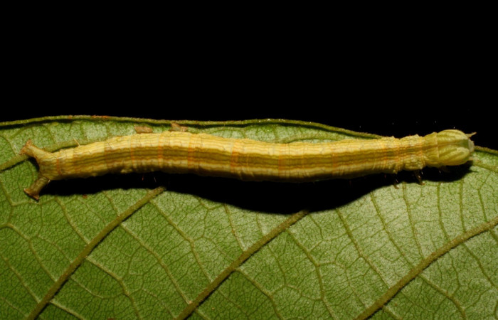 Figura 3. Larva <i>Coenipeta umbrata</i></i> (Erebidae), color crema oscuro, con una líneas anchas amarillas en cada lateral, posición dorsal, mide 36 mm aproximadamente. Planta hospedera <i>Inga edulis</i></i>(introducido), (Fabaceae). Voucher: 07-SRNP-42837-DHJ434901.jpg.