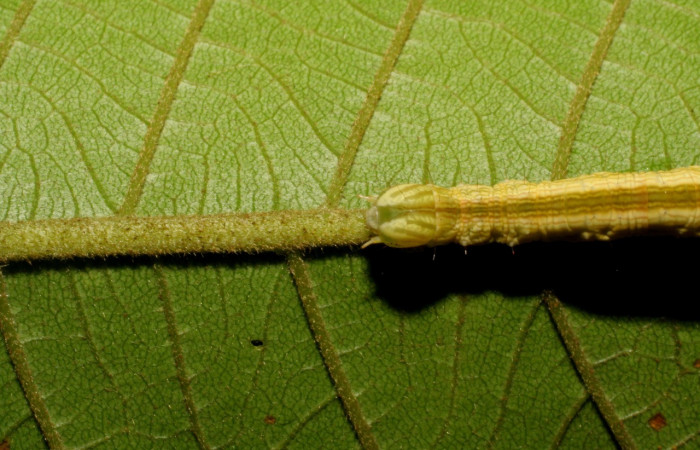 Figura 4. Larva <i>Coenipeta umbrata</i></i> (Erebidae), color crema oscuro, con una línea ancha amarilla en cada lateral, posición dorsal cabeza, mide 36 mm aproximadamente. Planta hospedera <i>Inga edulis</i></i>(introducido), (Fabaceae). Voucher: 07-SRNP-42837-DHJ434902.jpg.